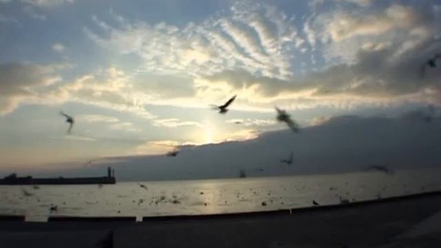 Ялта перелетные птицы смотреть онлайн