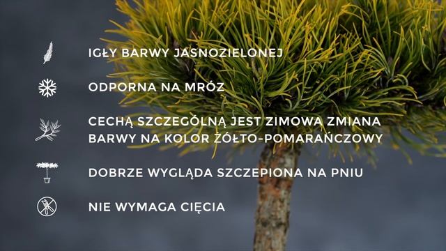 CARSTEN WINTERGOLD - sosna górska (Pinus mugo 'Carsten Wintergold') - opis rośliny смотреть онлайн