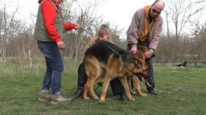 Вязка немецких овчарок Маркуса и Шейлы