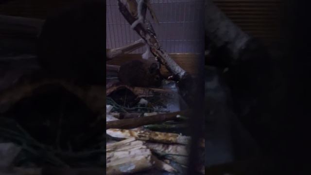 Звуки ДЕГУ смотреть онлайн