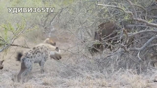 ГИЕНЫ - лучшие охотники Африки. Мифы про гиен смотреть онлайн