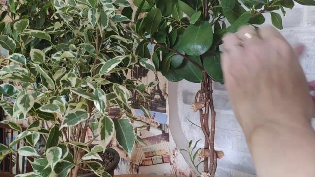 Как привести раскидистую крону фикуса в порядок. смотреть онлайн