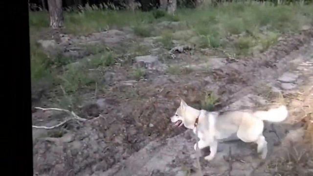 Хаски Жасмин, лисья нора смотреть онлайн