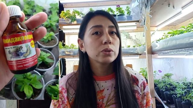 Мучнистый червец на колеусах. Препарат от мучнистого червеца. смотреть онлайн