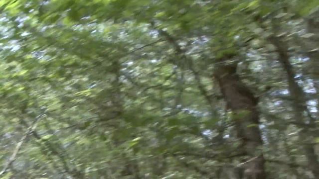 短編『木を植えよ』 смотреть онлайн