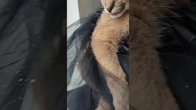 Каракал ЗЮЗЯ в платье , наряжалась к новой Маме )Caracal dressing up for the road смотреть онлайн