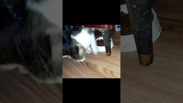 Котенок закапывает еду смотреть онлайн
