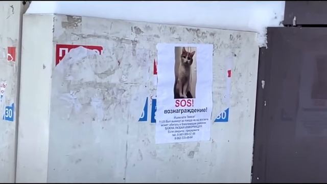 Проводница выкинула кота в мороз на станции Киров. История кота Твикса смотреть онлайн