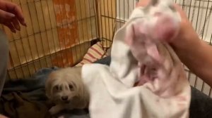 Роды мальтезе! Очаровательные малыши!)