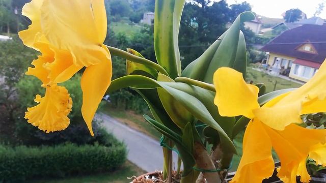 Blc. Haadyai delight ×Blc. Vichitr gold. Как добиться цветения катлей, немного об уходе. смотреть онлайн