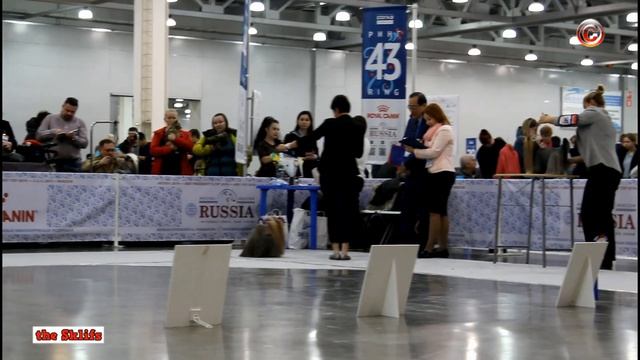 International Dog Show RUSSIA 2019, Yorkshire Terriers смотреть онлайн