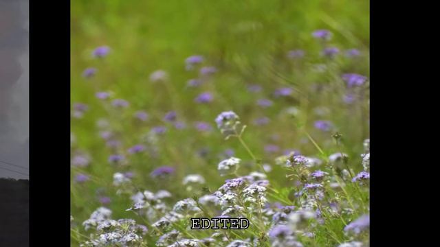 Nikon D3500 Raw Nature Photo Capabilities смотреть онлайн