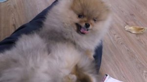 Щенкам шпица 68 дней. Много ли шерсти от шпица. Про неприятный запах от собаки