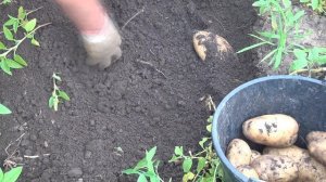 Картофель Arizona