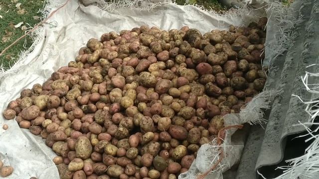 Сентябрь в деревне//Копаем картошку у родителей. смотреть онлайн