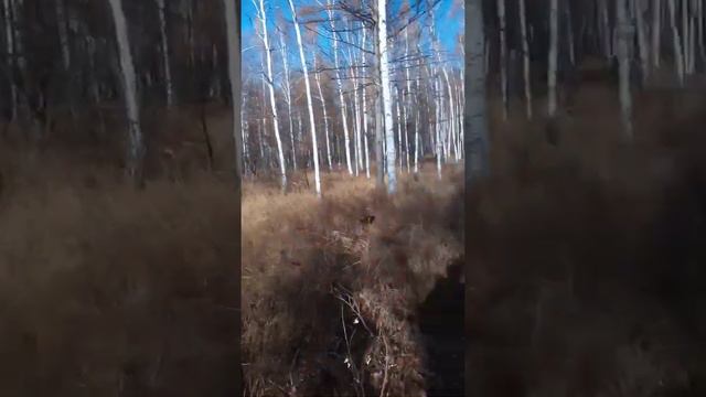 Охота и рыбалка- Поход в лес, мордуши. смотреть онлайн