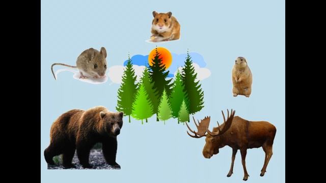 Растительный и животный мир Кузбасса смотреть онлайн