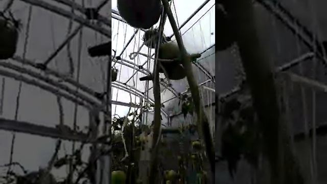 Сорт МАЛИНОВКА ЯБЛОЧНАЯ.17.09.19.ПИТЕР смотреть онлайн