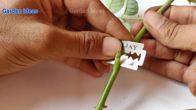 Rose Grafting, How to graft rose plant смотреть онлайн