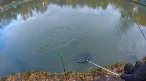 Безлимит Ольгово | Ловля Форели | Форель на Донку