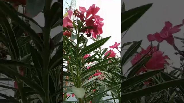 #flower #flowers #nature #photography #flowerstagram #naturephotography смотреть онлайн
