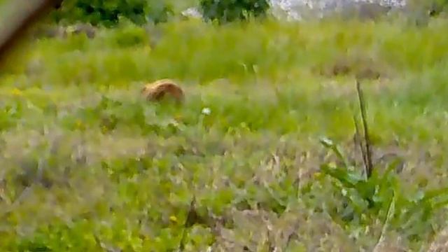 Не понятное животное! смотреть онлайн