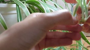 Размножение хлорофитума