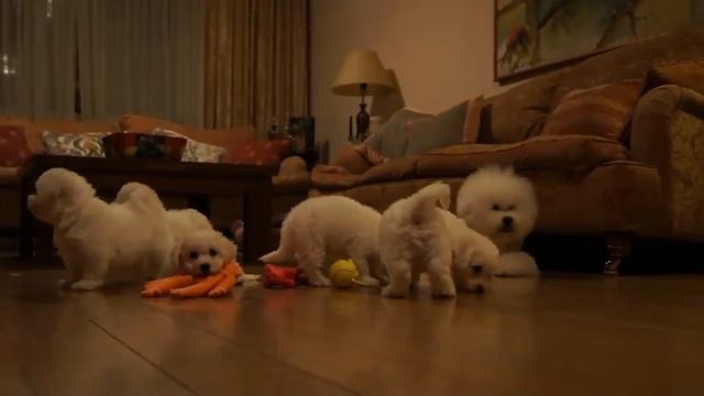 Купить Бишон Фризе смотреть онлайн