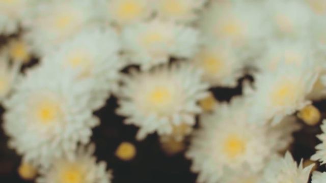 Classical music - Good Morning Gorgeous - Willow Wilson - TuneOne - Acoustic Love Songs смотреть онлайн