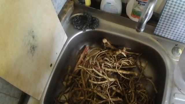 За корнями дягиля 16 апреля 2016 смотреть онлайн