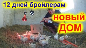 Бройлерам 12 дней   Из брудера в сарай!!!!   Пропойка бройлеров!!!!