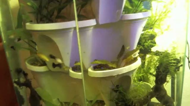 Pink Tuxedo Guppy смотреть онлайн