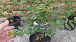 Лагерстремия (Индийская сирень) многолетний красивоцветущий кустарник.Обзор саженцев.