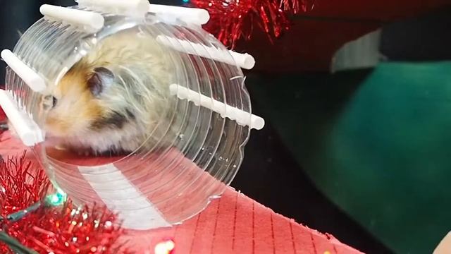 Забавные хомячки. Смешные моменты. Сборник Часть 1 смотреть онлайн