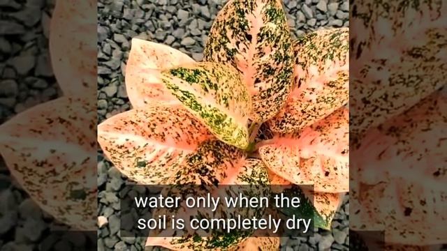 The beauty of Aglaonema orange Stardust hybrid смотреть онлайн