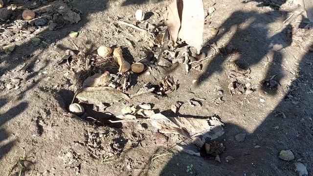 ОСМОТР ГНЕЗДА КРОЛЬЧИХИ ? 12 ДНЕЙ КРОЛЬЧАТАМ ???