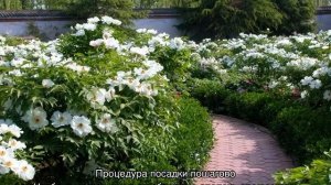 Пион Примавера (Paeonia Primevere) — характеристики сорта