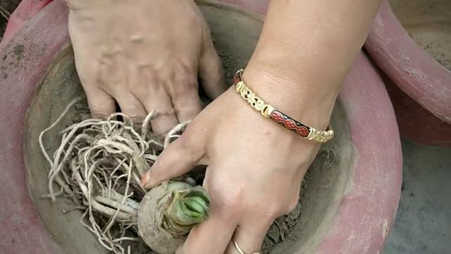 Amaryllis Bulb || How to repot the bulbs || Lily flowers смотреть онлайн