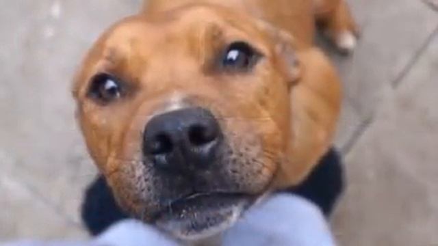 Видеообращение неравнодушных жителей Абакана смотреть онлайн