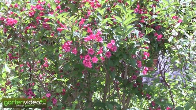 Weigelien - Weigela florida Bristol Ruby смотреть онлайн