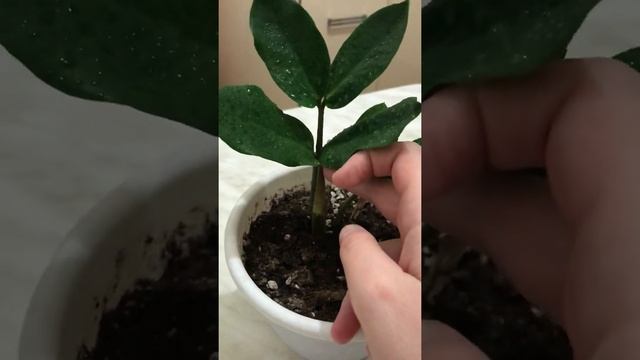 Замиокулькас или долларовое дерево смотреть онлайн