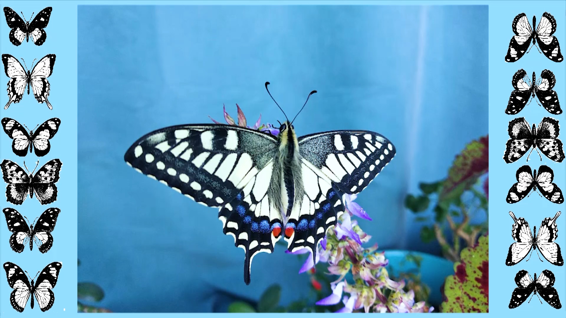 Бабочки Евгении Сенотрусовой смотреть онлайн