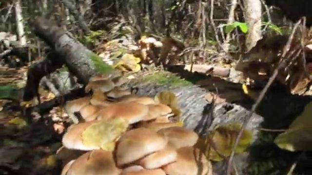 Опята на лежащей берёзе смотреть онлайн