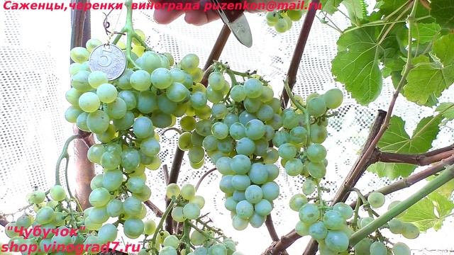 Виноград технический, винный КРИСТАЛЛ, один из самых морозостойких (Пузенко Наталья Лариасовна) смотреть онлайн