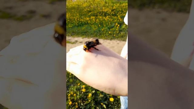 Шмель сидит на руке! смотреть онлайн