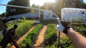 ОТПУГИВАТЕЛЬ для ПТИЦ / Как избавиться от птиц на участке #ДомОгород