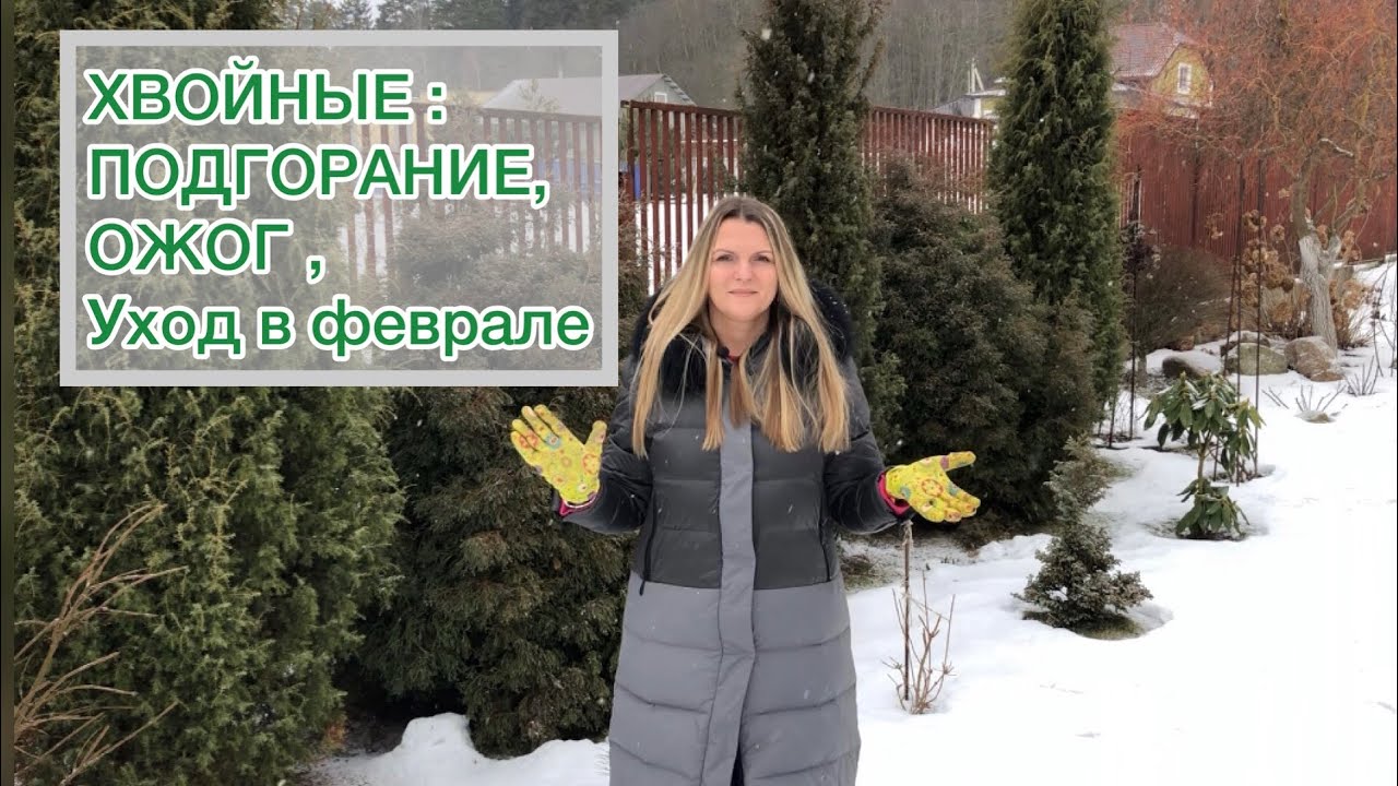 ХВОЙНЫЕ | ПЕРВЫЙ УХОД ПОСЛЕ ЗИМЫ | НЕТ притеняющей сетке ☝️ смотреть онлайн