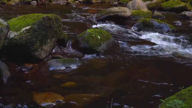 Расслабляющие звуки лесного ручья, лечебные звуки природы смотреть онлайн