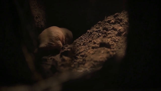 Стареть или не стареть -- Всё как у зверей #51 смотреть онлайн