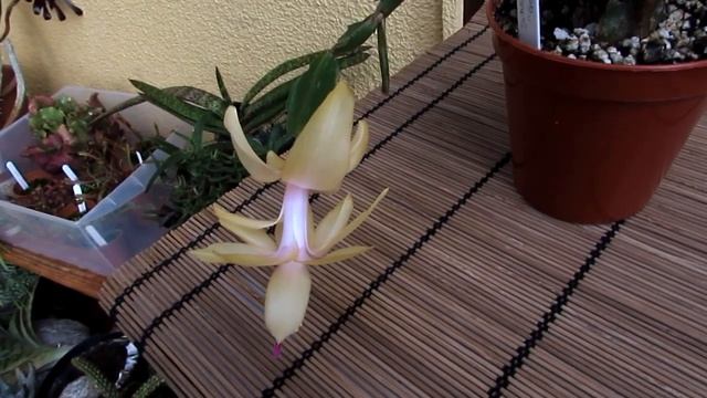 My Schlumbergera truncata Cactus 'Gold Charm' in Golden flower смотреть онлайн